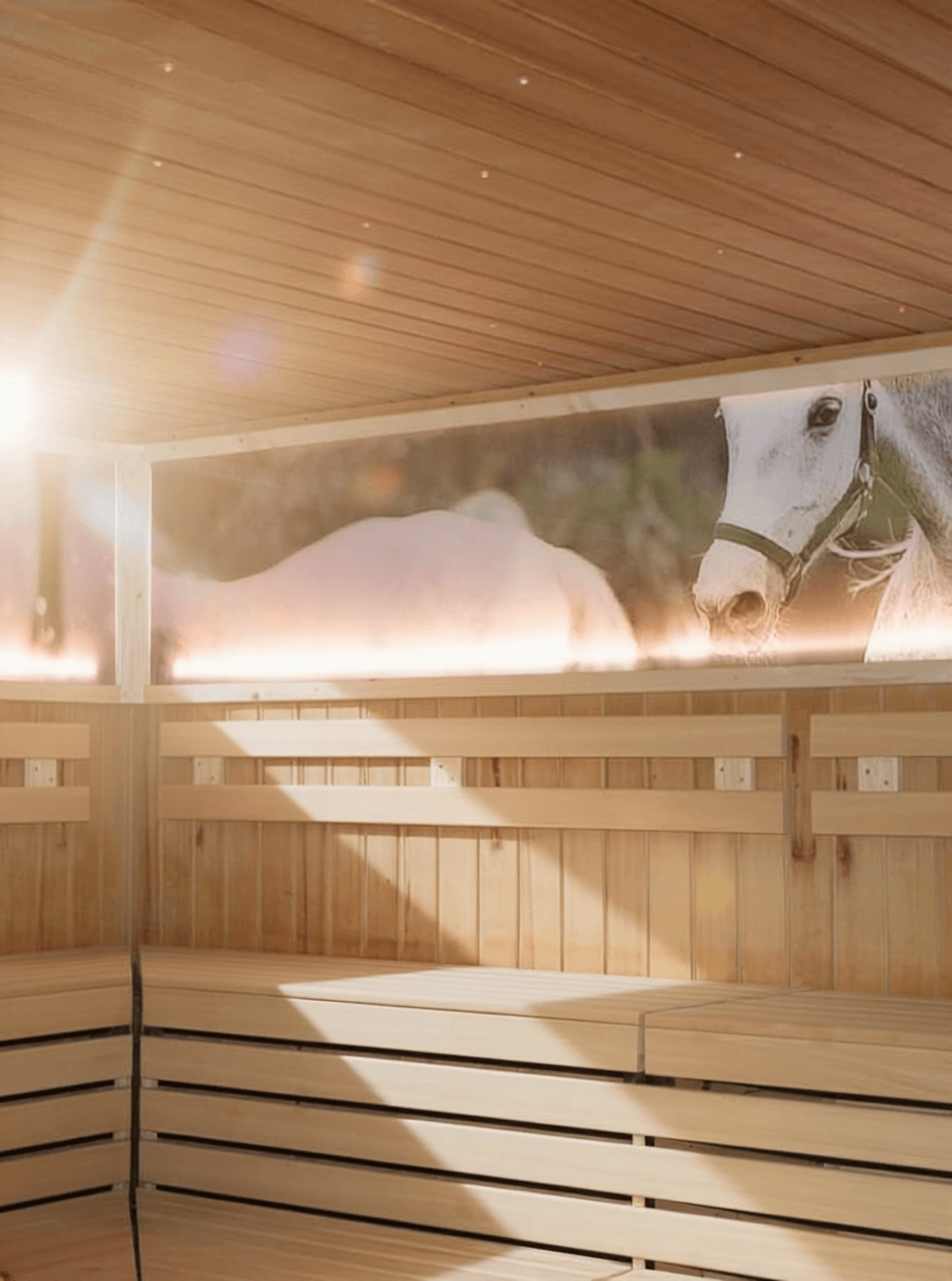 Interior of a sauna with wooden benches and a large window overlooking a white bridled horse