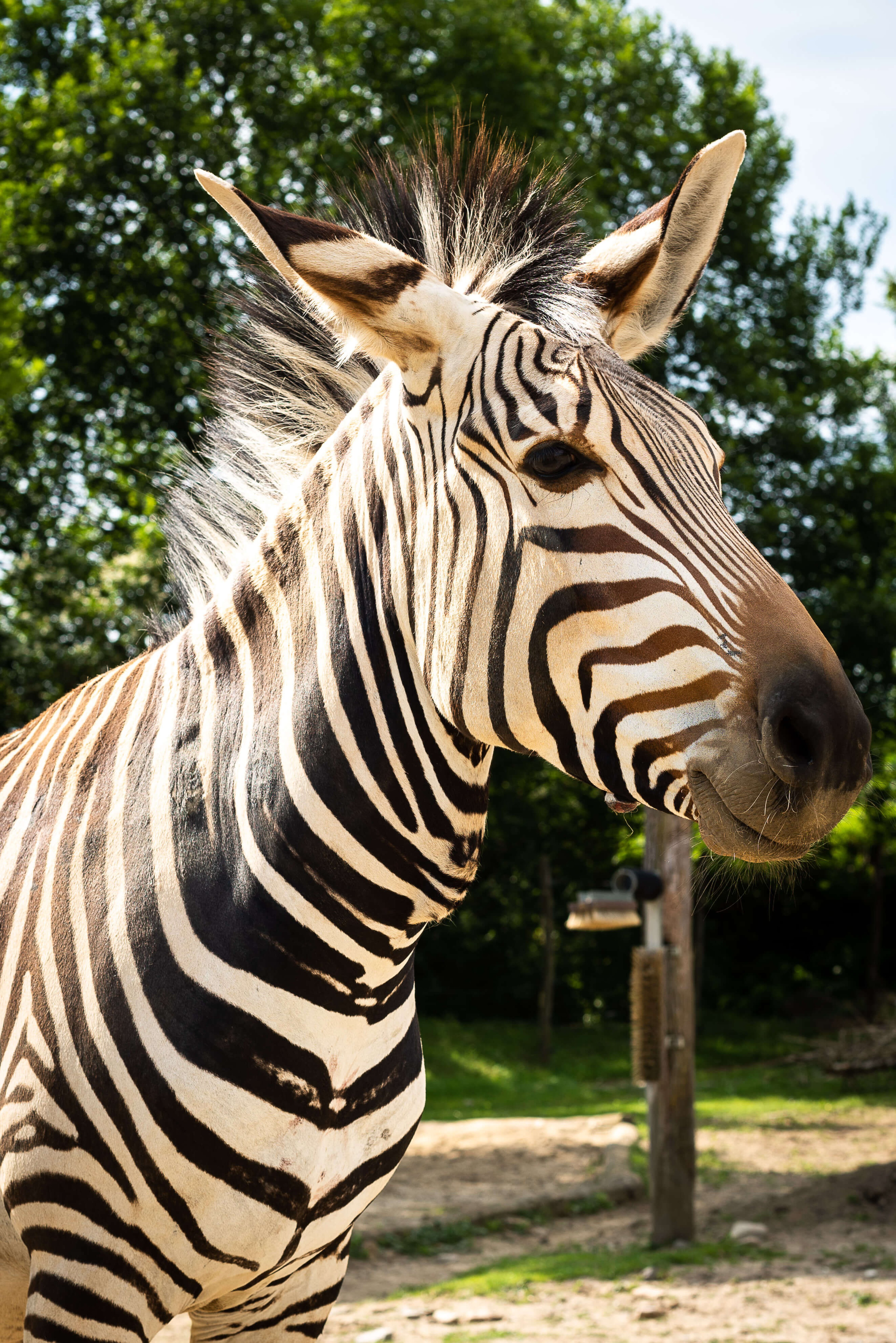 Zebra in der Tierwelt Herberstein
