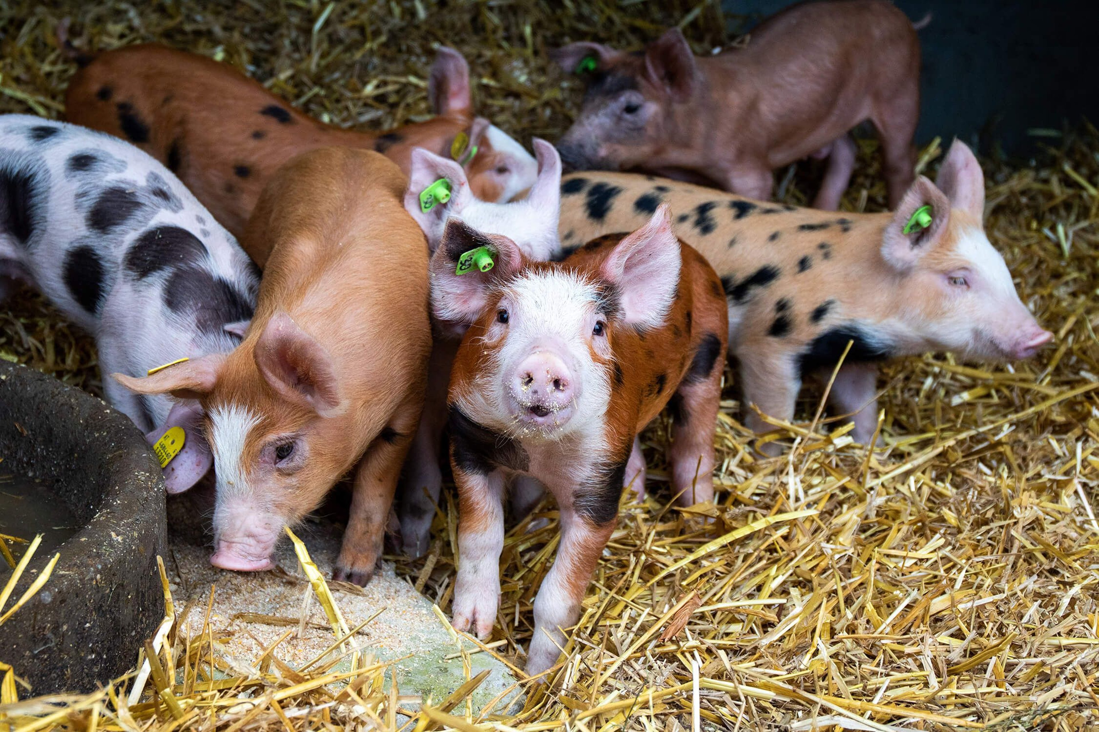 Vulcano piglets in the stable on straw.