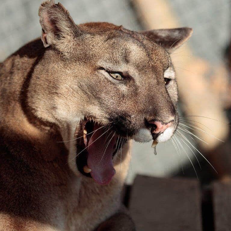 A puma with its mouth open.